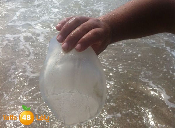 qandeel el ba7r629 (1).jpg